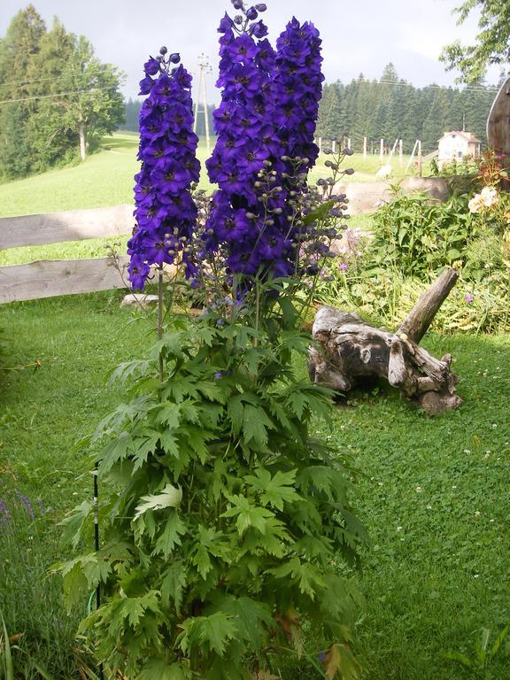 Ferienwohnungen Frick Möggers Habitación foto